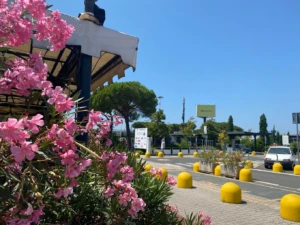 Aeropuerto de Pisa: flores rosadas en primer plano