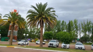Palmeras y vehículos en el estacionamiento del aeropuerto