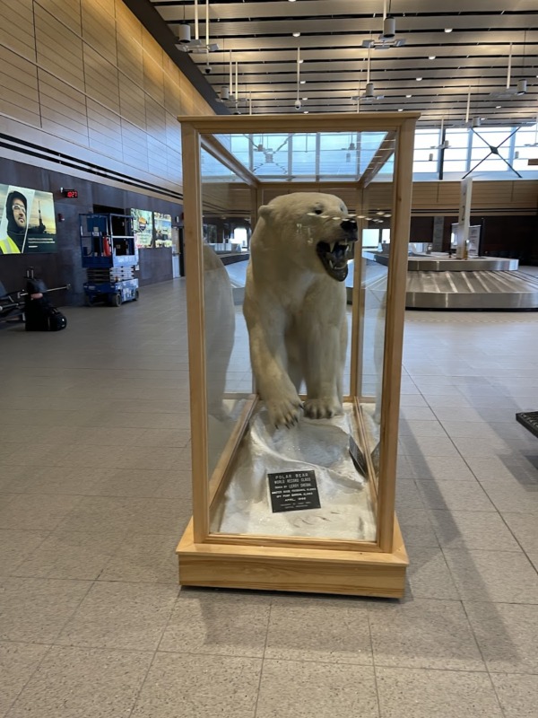 Oso polar disecado en vitrina en el aeropuerto
