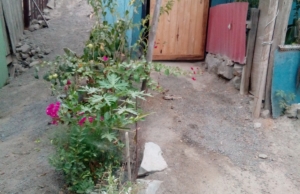 Amber Farma – Jirón Guadalupe 868