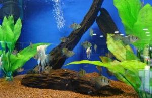 AQUAFARMA – Av. Paseo De La República 662