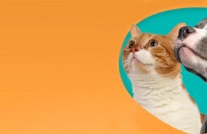 ANDEANVET – Bolognesi 180