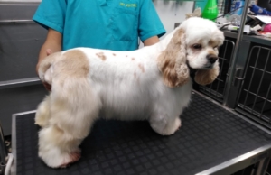 PET STATION veterinaria, estética canina y felina, hospedaje y pet shop