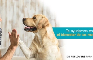 Veterinaria Bodo’s Pets – Av. Francisco Lazo 1865