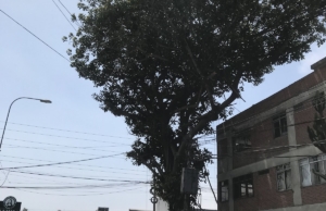 Credimotors Perú – Av. Elmer Faucett 335 A