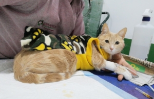 ServipetSalud- Urgencias Veterinarias 24h