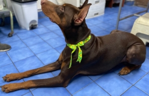 Veterinaria Orbegoso San Isidro