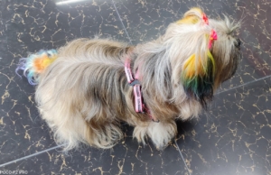 Veterinaria Salud Animal – Euterpe 285