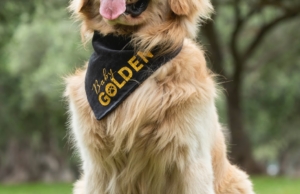 Clínica Veterinaria Pet Center – El Polo