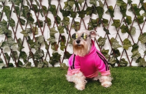 Veterinaria Pet Shop El Trigal – Av. Alejandro Velasco Astete 2078