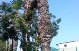 Banco de Crédito del Perú – Callao 6000