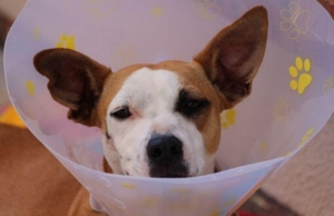 International Commerce Company S.A.C. – Grimaldo del Solar 460