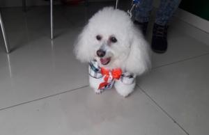 VETERINARIA PETS SMILE – Jirón Leoncio Prado 1020