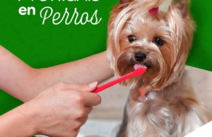 Clínica Veterinaria Surco – Paseo la Castellana 386