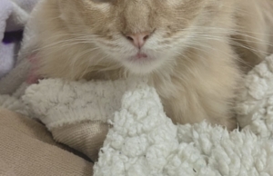 CENTRO VETERINARIO ALFA – Jirón Juan Antonio Ribeyro 217