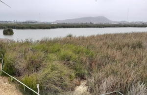 Los Pantanos de Villa