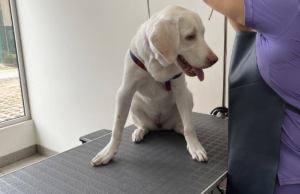 Veterinaria Bustamante – Av. Horacio Urteaga