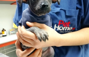 zoe – Av. Anaro 4080