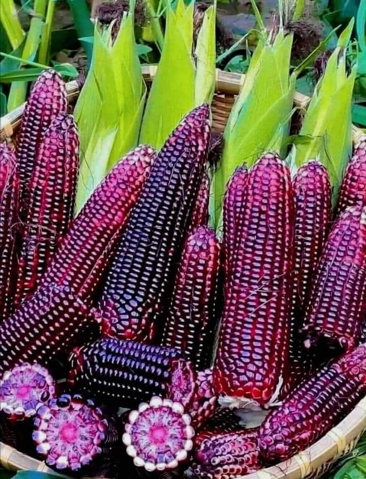 Cesta llena de choclos morados andinos