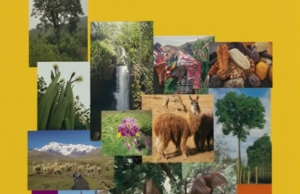 El Añuje sabe y otros relatos: lecciones de cosmovivencia